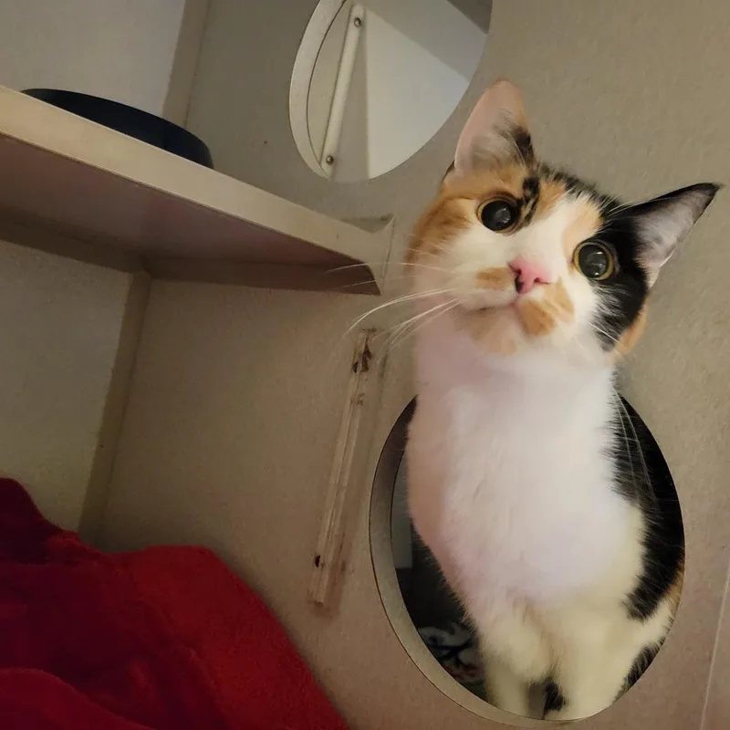 An adult medium-sized female Calico Domestic Short Hair cat named Lacy for adoption in Mason City, IA
