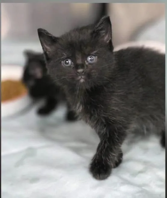 A baby medium-sized female Black Bombay cat named Kiwi & Strawberry for adoption in Orland Park, IL
