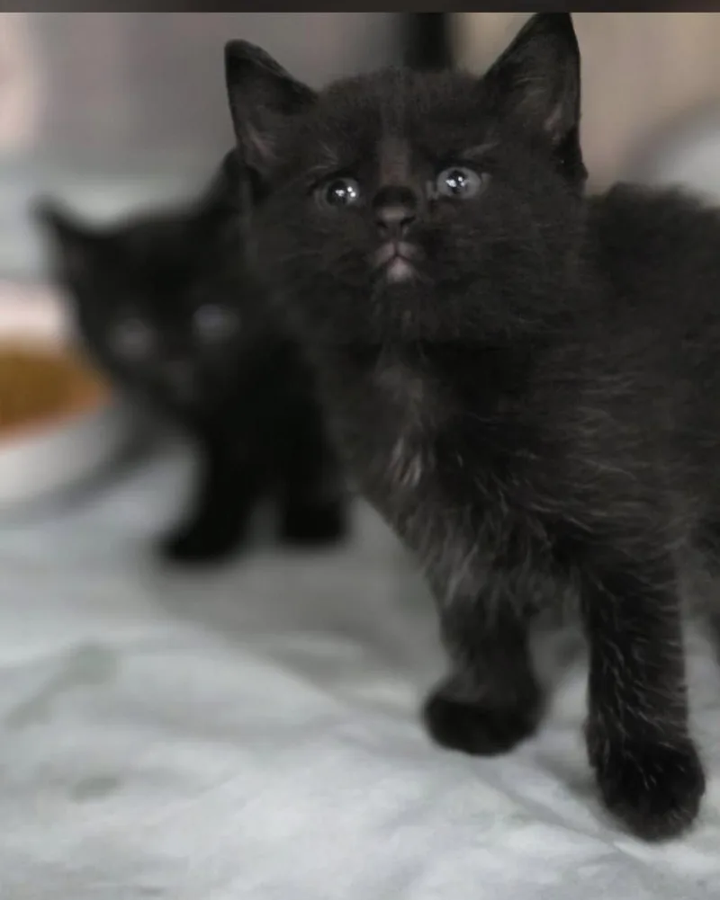 Kiwi & Strawberry thumbnail 2