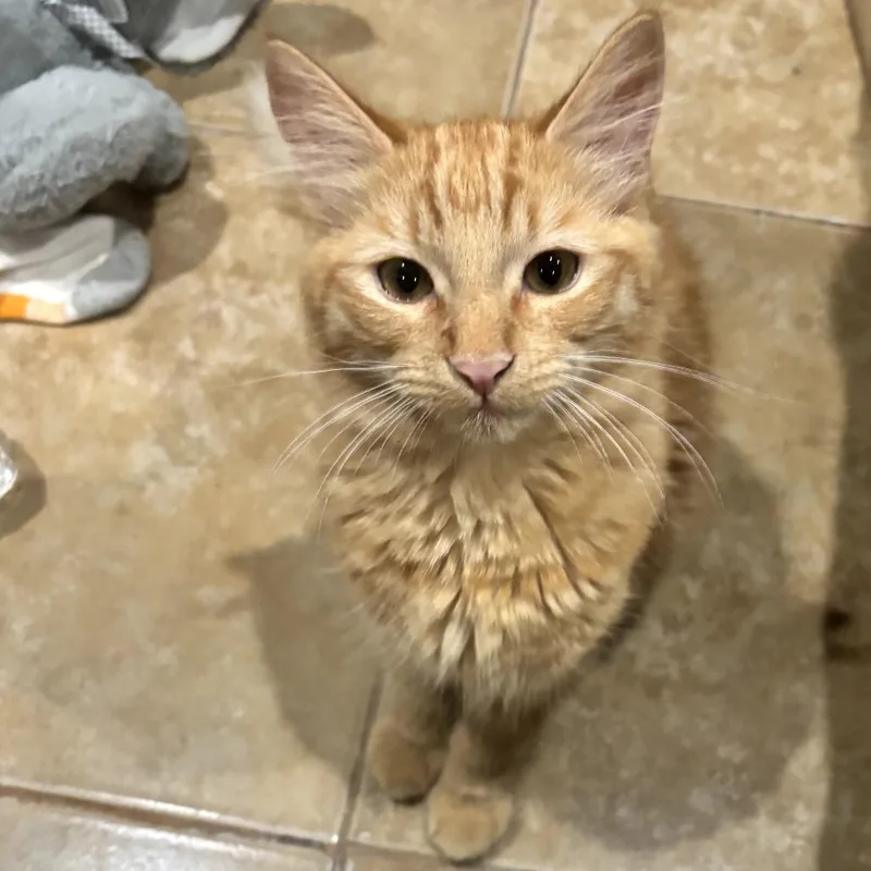 A young small-sized male Orange / Red Domestic Medium Hair cat named Pooky for adoption in Brea, CA