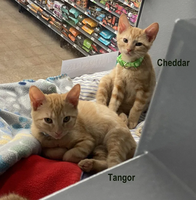 A baby extra large-sized male Tabby (Orange / Red) Tabby cat named Cheddar for adoption in Greenville, DE
