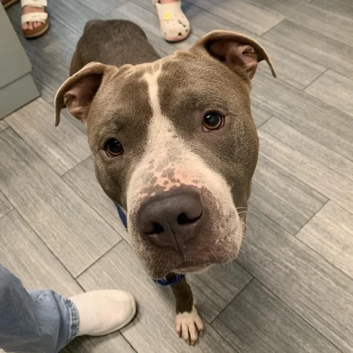 An adult medium-sized male Gray / Blue / Silver Mixed Breed dog named Dawkins for adoption in Jacksonville, FL
