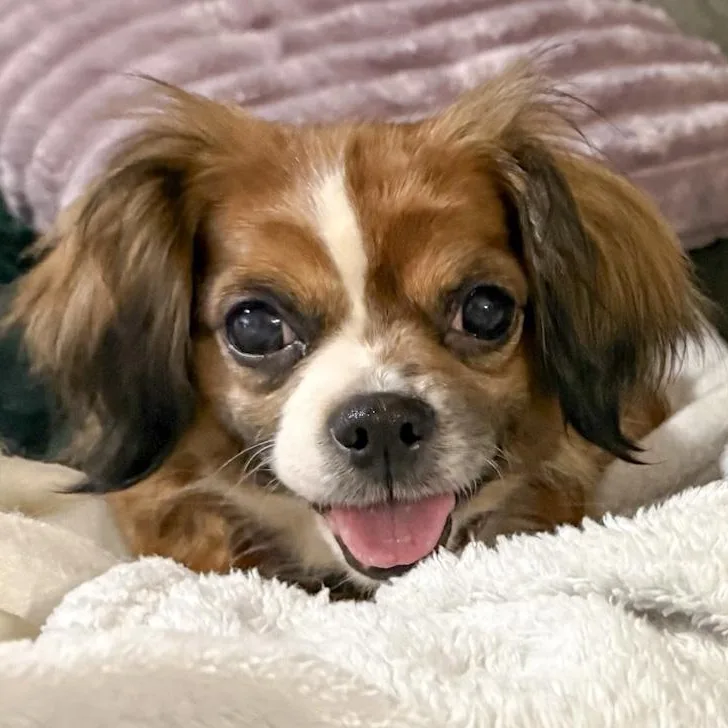 A senior small-sized female Cavalier King Charles Spaniel dog named Mimi for adoption in Toledo, OH