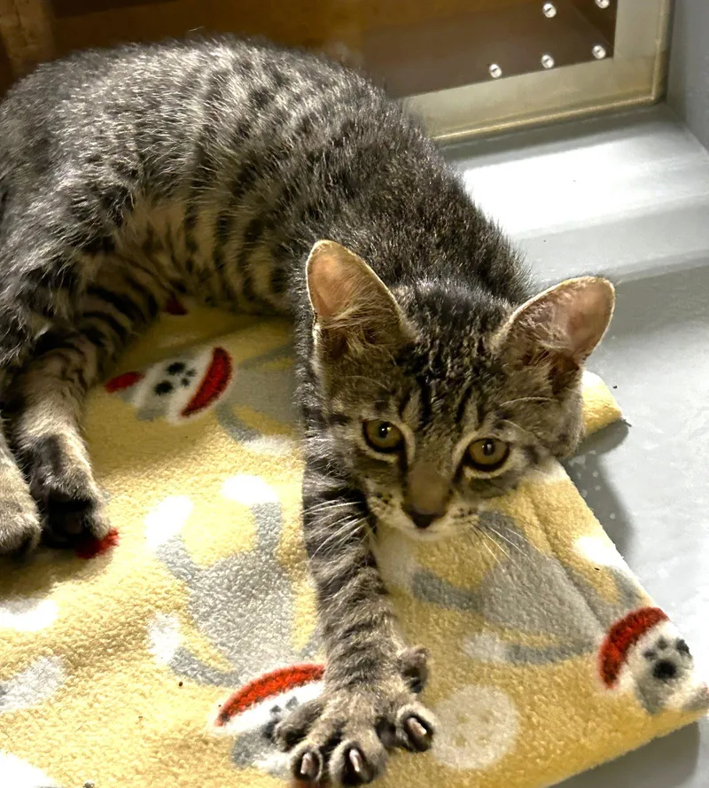 A baby medium-sized male Tabby cat named Diesel for adoption in Fort Myers, FL