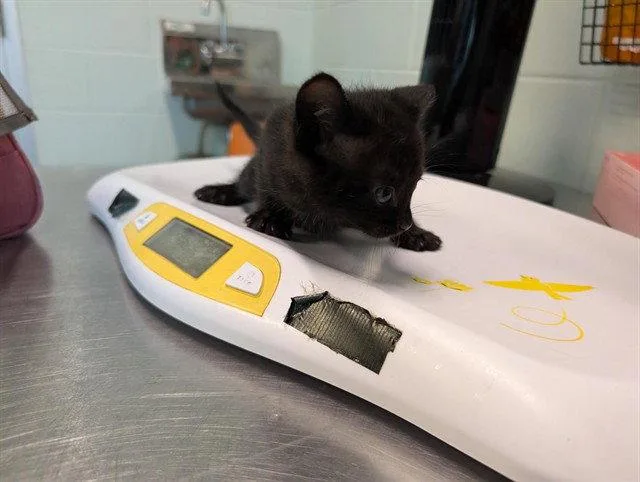 A baby small-sized male Black & White / Tuxedo Domestic Short Hair cat named Ethan for adoption in Tavares, FL
