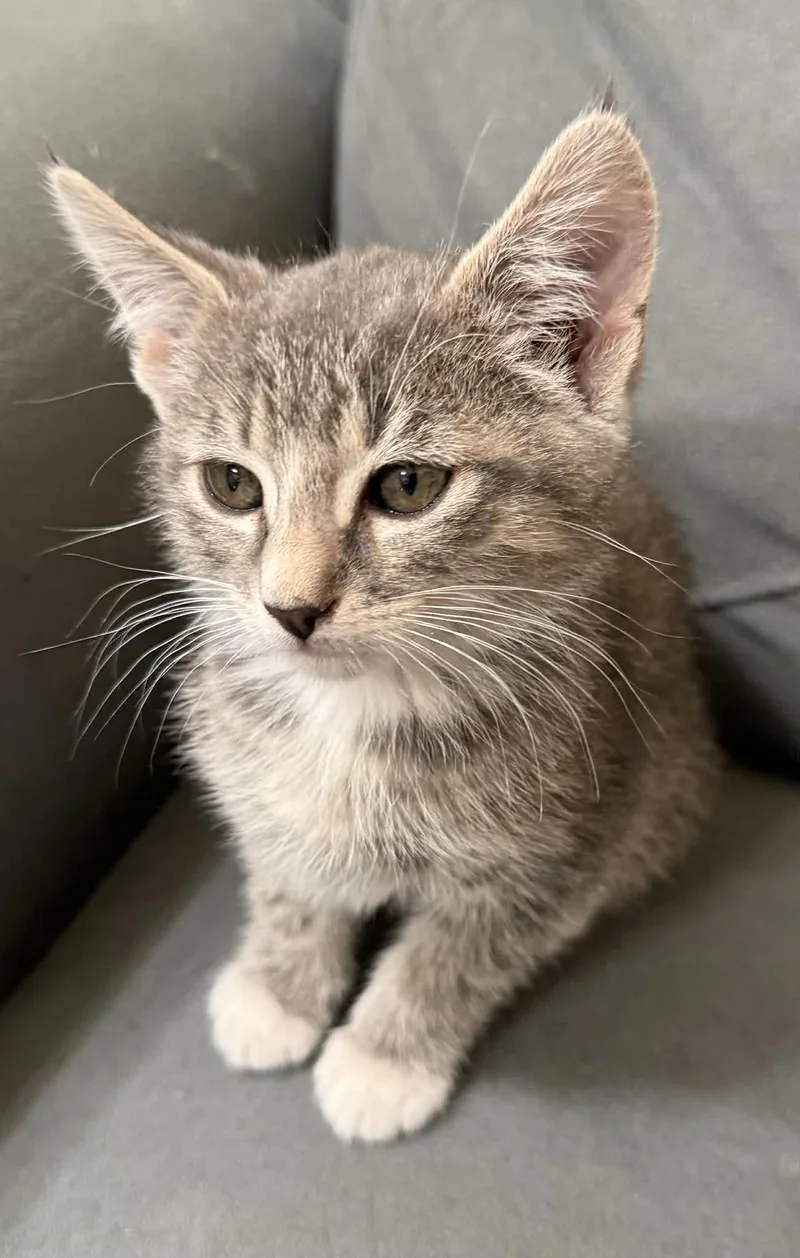 A young medium-sized female Tabby (Gray / Blue / Silver) Domestic Short Hair cat named Snap for adoption in Tehachapi, CA