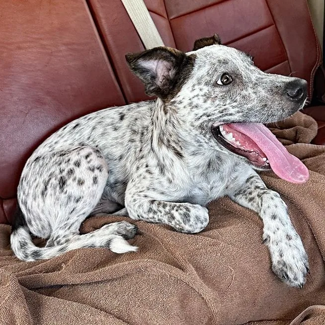 A young medium-sized male Black Australian Cattle Dog / Blue Heeler dog named Stanley for adoption in Oklahoma City, OK