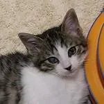 A baby small-sized female Brown / Chocolate Domestic Short Hair cat named Tayla for adoption in Defiance, OH