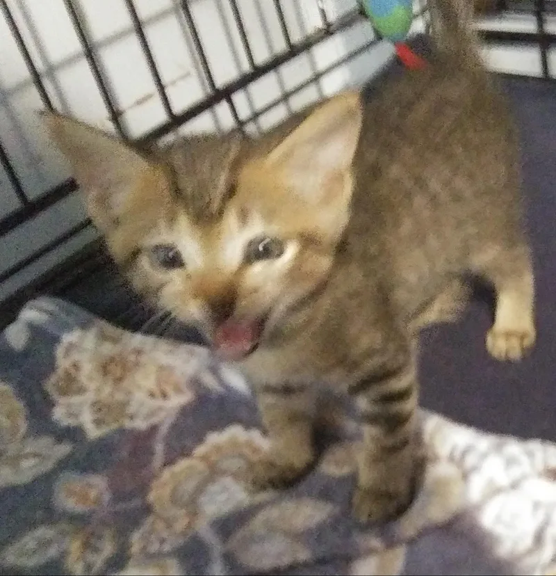 A baby medium-sized male Tabby (Buff / Tan / Fawn) Domestic Short Hair cat named Liberty for adoption in Port Wentworth, GA