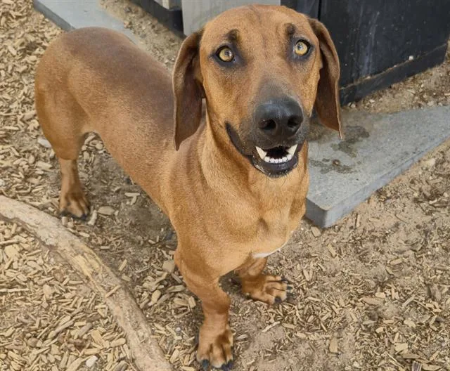An adult medium-sized male Dachshund dog named Homer for adoption in Albuquerque, NM