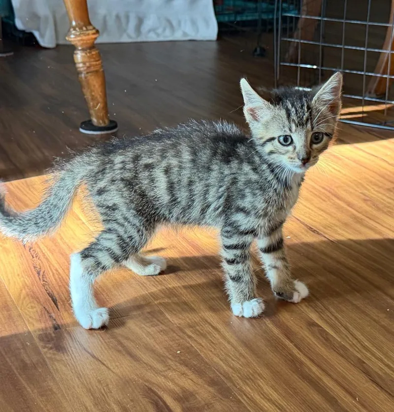 A baby medium-sized male Domestic Short Hair cat named Oreo for adoption in Columbia, IL