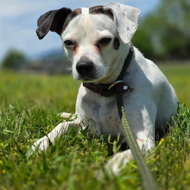 A senior medium-sized female White / Cream Beagle dog named Perdita for adoption in Smithtown, NY