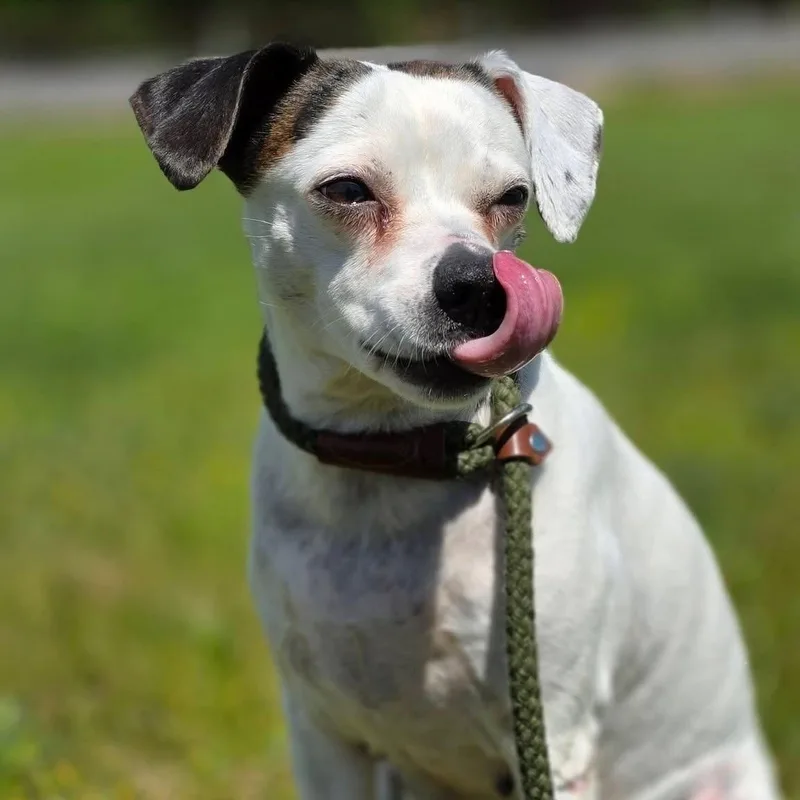 Perdita thumbnail 2