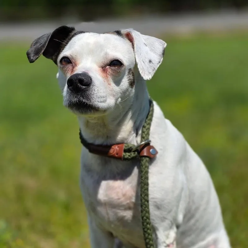 Perdita thumbnail 3