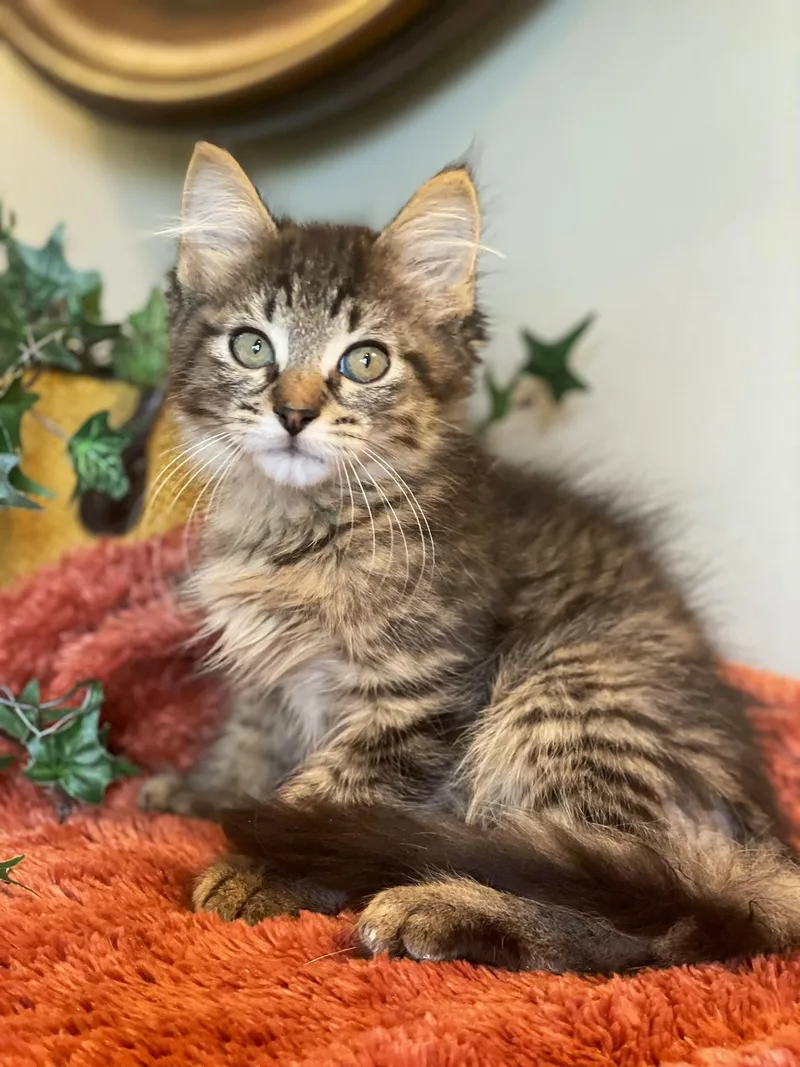 A baby medium-sized male Tabby (Brown / Chocolate) Domestic Long Hair cat named Rex for adoption in Taylor, MI