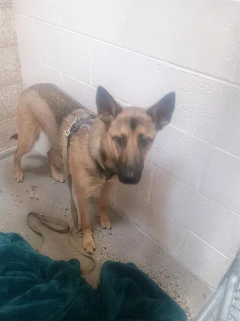 A young medium-sized male German Shepherd Dog dog named Ollie for adoption in Albuquerque, NM