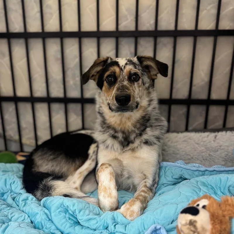 A young medium-sized male Border Collie dog named ALPHARETTA Kip for adoption in Blairsville, GA
