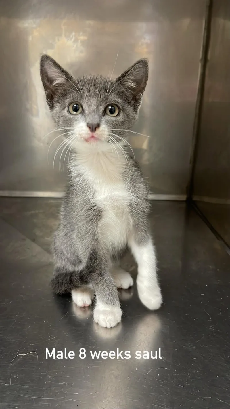 A baby medium-sized male Gray & White Domestic Medium Hair cat named Saul for adoption in Fort Payne, AL