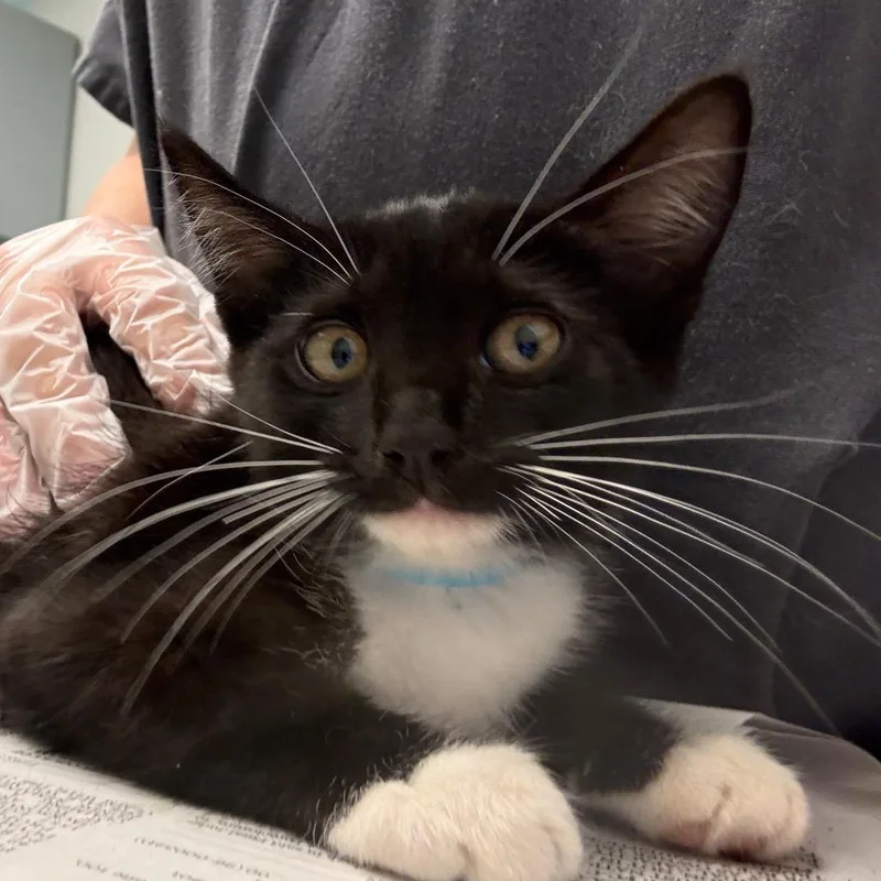 A baby small-sized female Black Domestic Short Hair cat named Sasuke for adoption in Jacksonville, FL