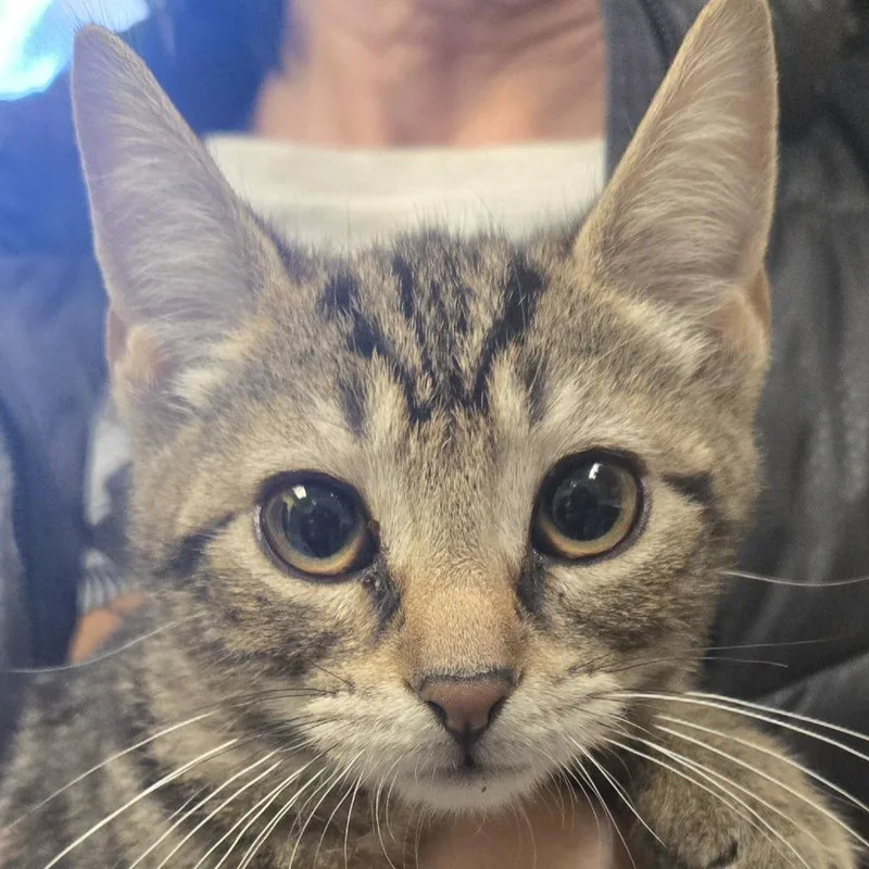 A baby small-sized female Brown / Chocolate Domestic Short Hair cat named Bear for adoption in East Hanover, NJ