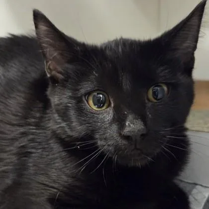 A baby medium-sized male Domestic Short Hair cat named Spike for adoption in Voorhees, NJ