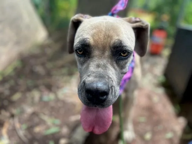 An adult large-sized female Mixed Breed dog named Jupiter for adoption in Charlotte, NC