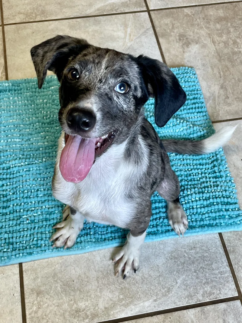 A baby medium-sized male Merle (Blue) Mixed Breed dog named Pierogi for adoption in Lacon, IL