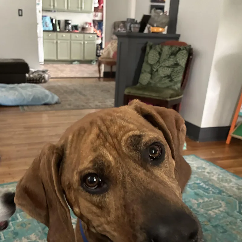 Boone
