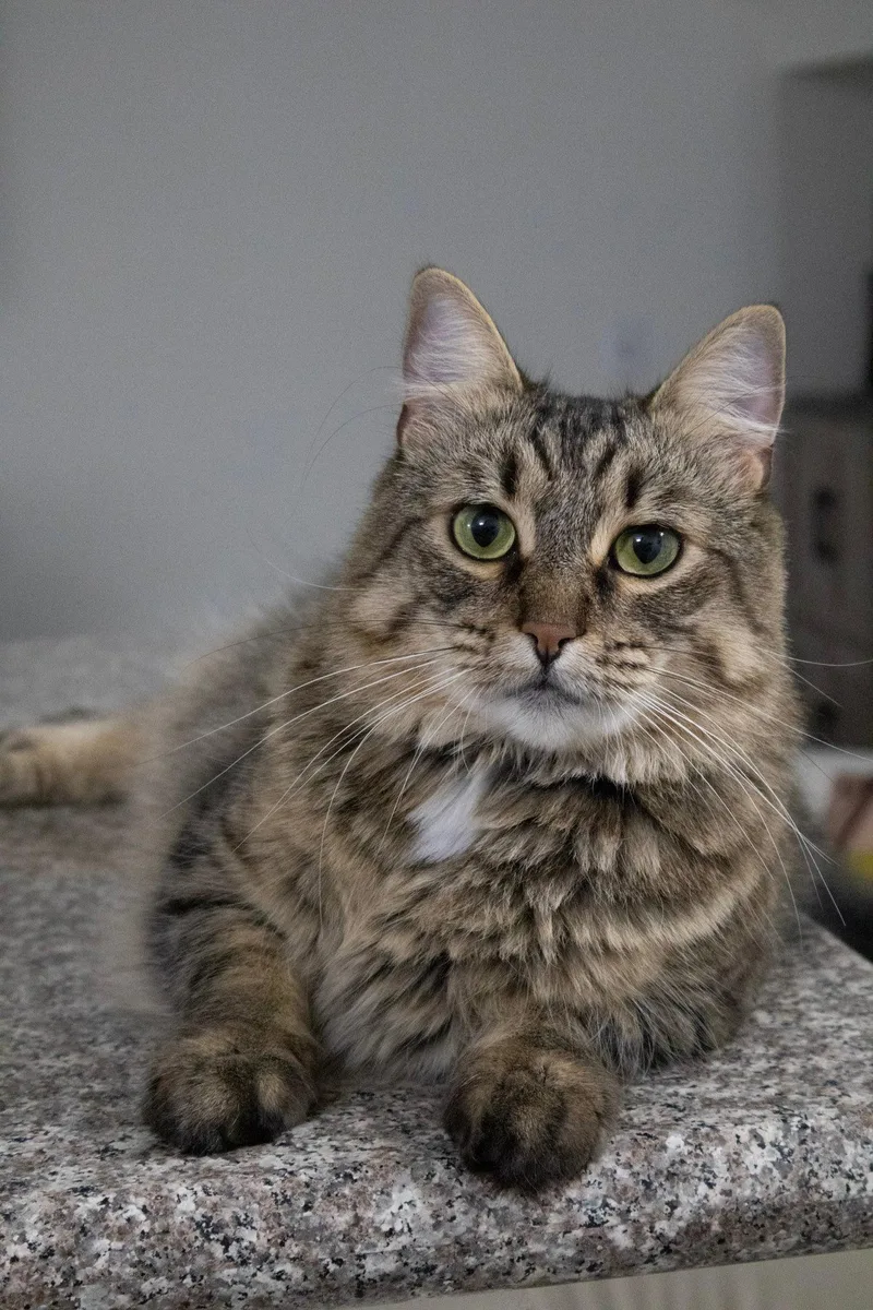 An adult medium-sized female Domestic Medium Hair cat named Carmen for adoption in Los Angeles, CA