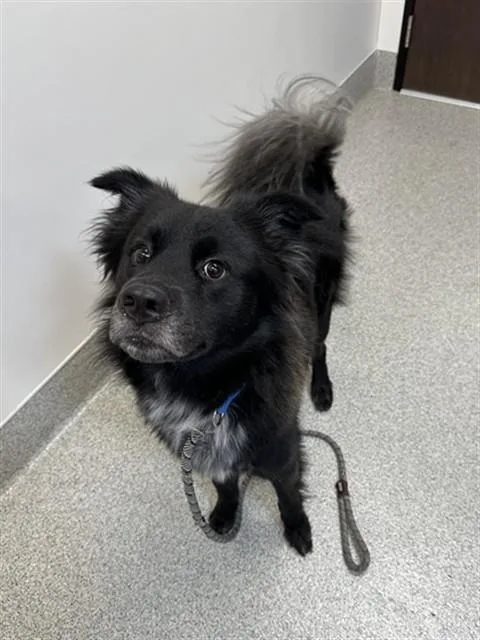 A young large-sized male Border Collie dog named Comet for adoption in San Luis Obispo, CA