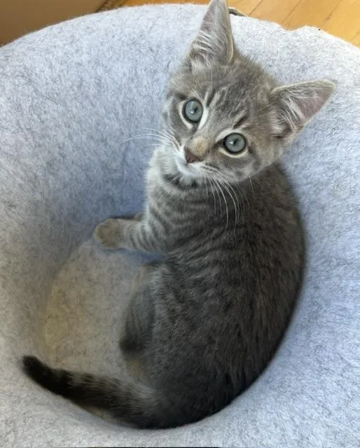A baby medium-sized male Tabby (Gray / Blue / Silver) Domestic Short Hair cat named Benny for adoption in Anaconda, MT