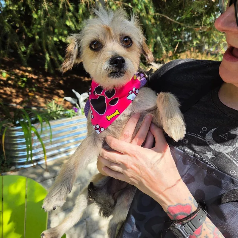 An adult small-sized female Yellow / Tan / Blond / Fawn Terrier dog named Mabel Mora for adoption in Redmond, WA