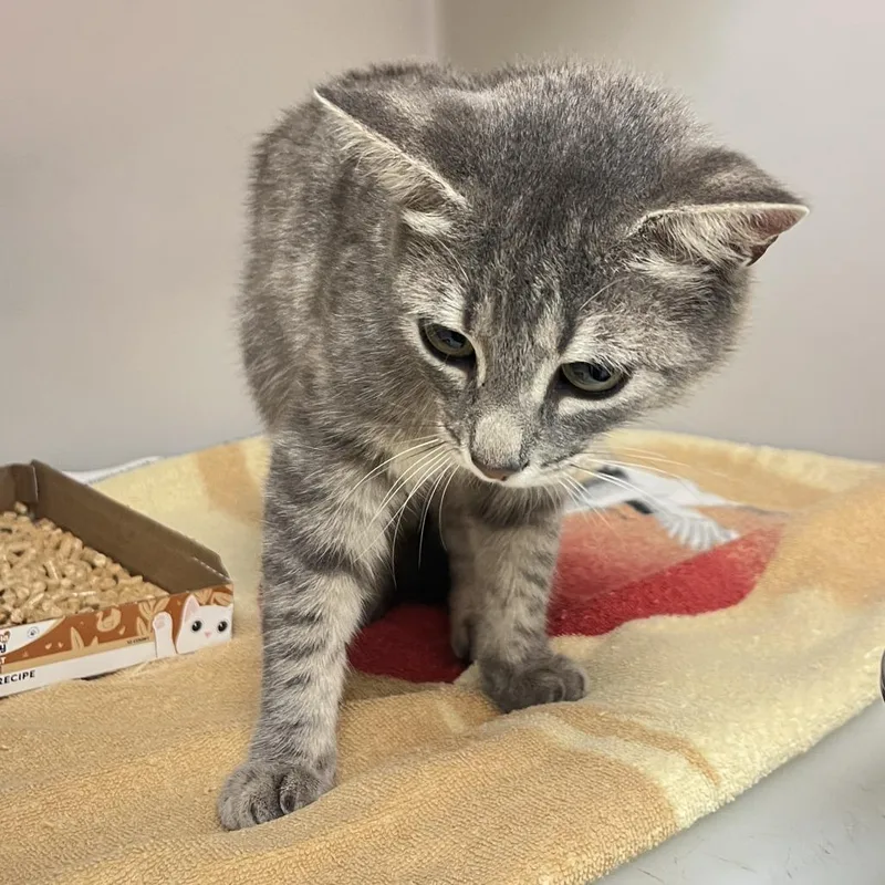 An adult medium-sized female Gray / Blue / Silver Domestic Short Hair cat named 71756 for adoption in Harrisonburg, VA