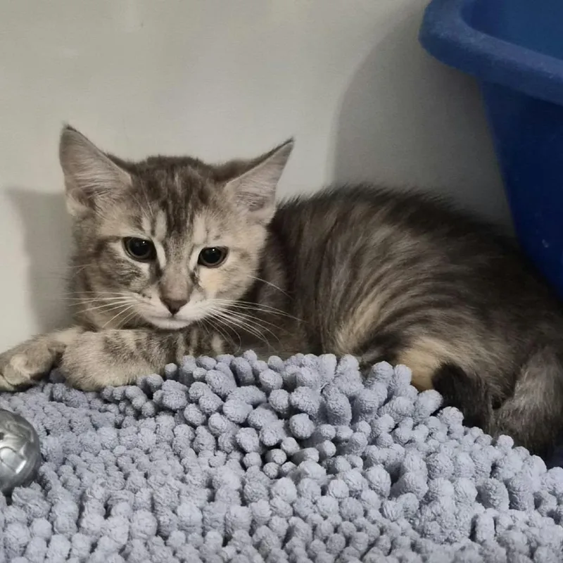 A baby small-sized female Domestic Medium Hair cat named Tiki Cat for adoption in Las Cruces, NM