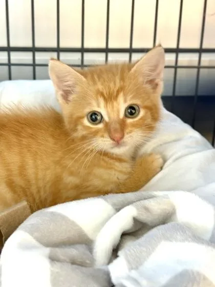 A baby small-sized male Domestic Short Hair cat named Hermes for adoption in New Orleans, LA