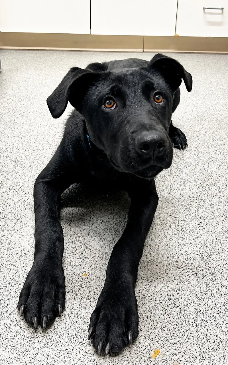 A young medium-sized male Mixed Breed dog named Jenkins for adoption in Moundsville, WV