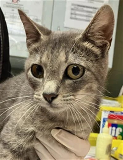 A young medium-sized female Domestic Short Hair cat named Bonnie for adoption in Jacksonville, FL
