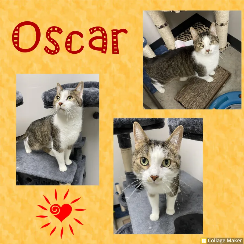 An adult medium-sized male Domestic Short Hair cat named Oscar for adoption in Clearfield, PA