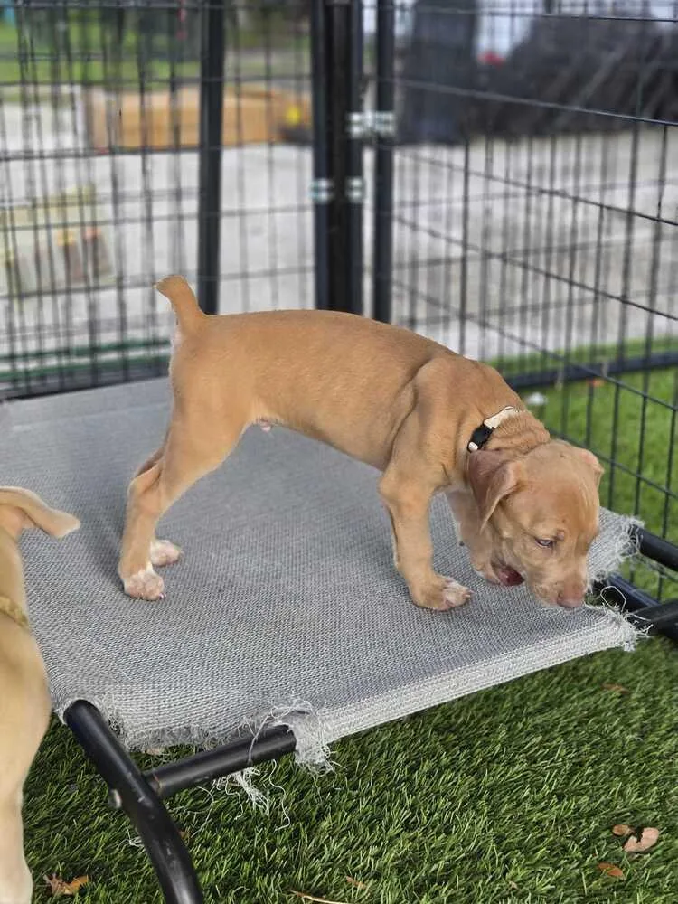 A baby small-sized male American Bulldog dog named Iceman for adoption in Lakeland, FL