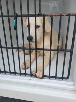 A young medium-sized male Great Pyrenees dog named Griswald for adoption in Atlanta, GA