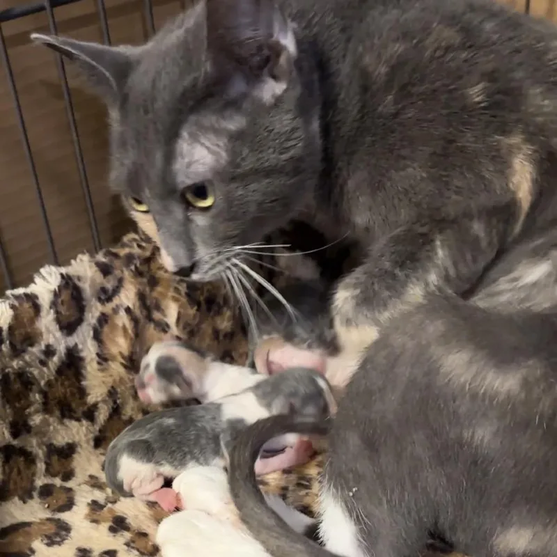 Winter Mimi thumbnail 4