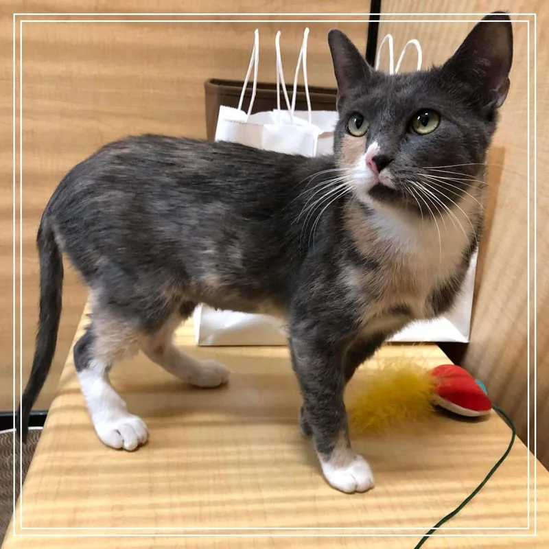 Winter Mimi thumbnail 6