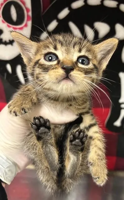 A young small-sized male Domestic Short Hair cat named Twix for adoption in Riverside, CA