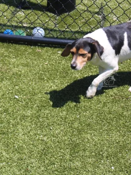 An adult small-sized female Beagle dog named Paula for adoption in Kenansville, NC