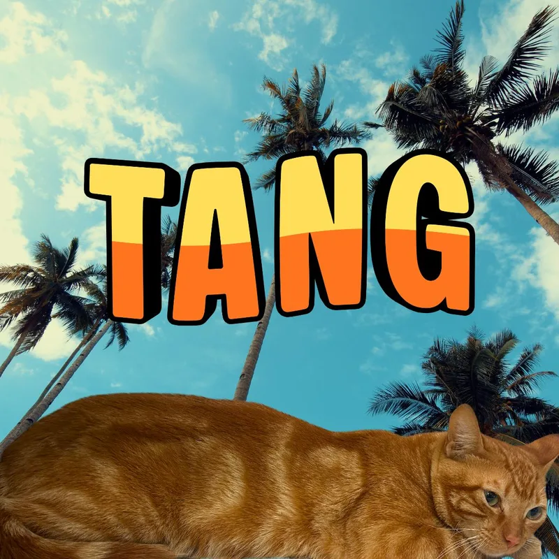 An adult large-sized male Orange / Red Domestic Short Hair cat named Tang for adoption in South Padre Island, TX