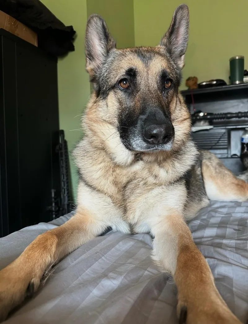 An adult large-sized female Black German Shepherd Dog dog named Rosie for adoption in Mora, MN