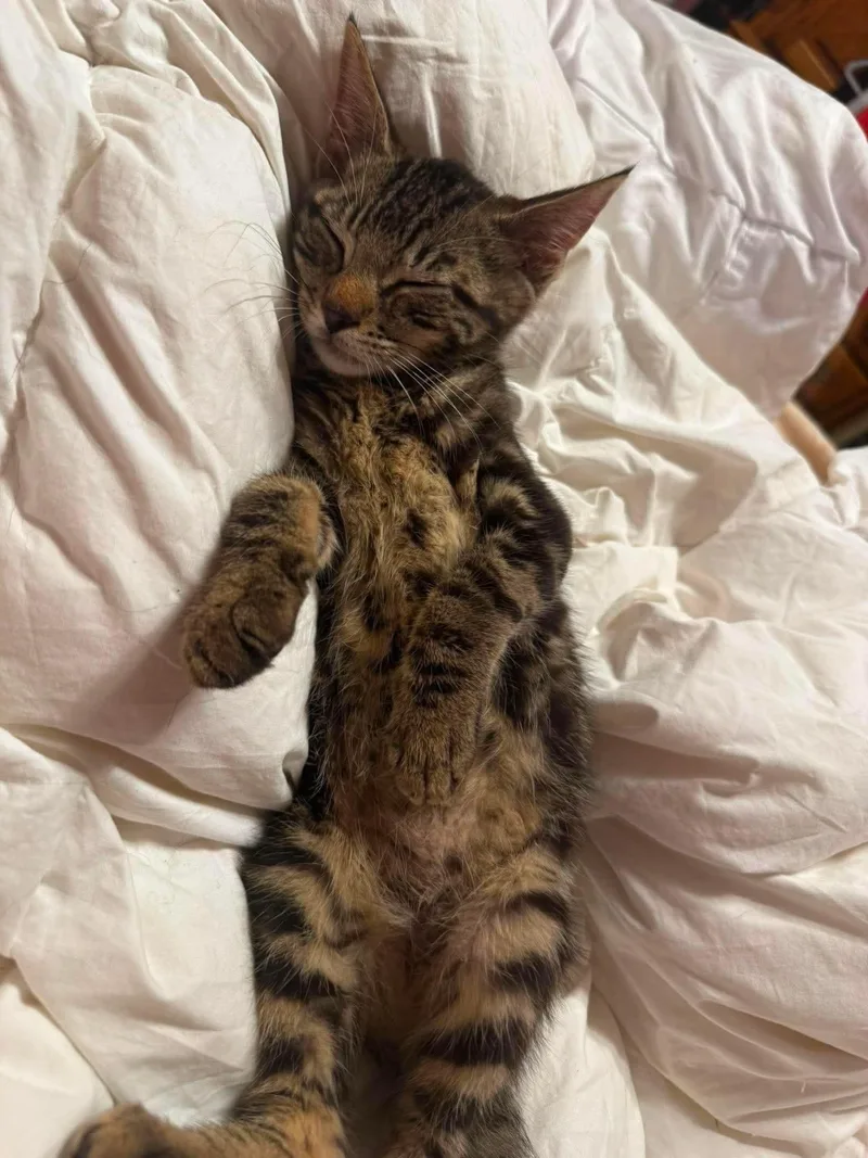 A baby medium-sized male Domestic Short Hair cat named Elric for adoption in Rochester , NY