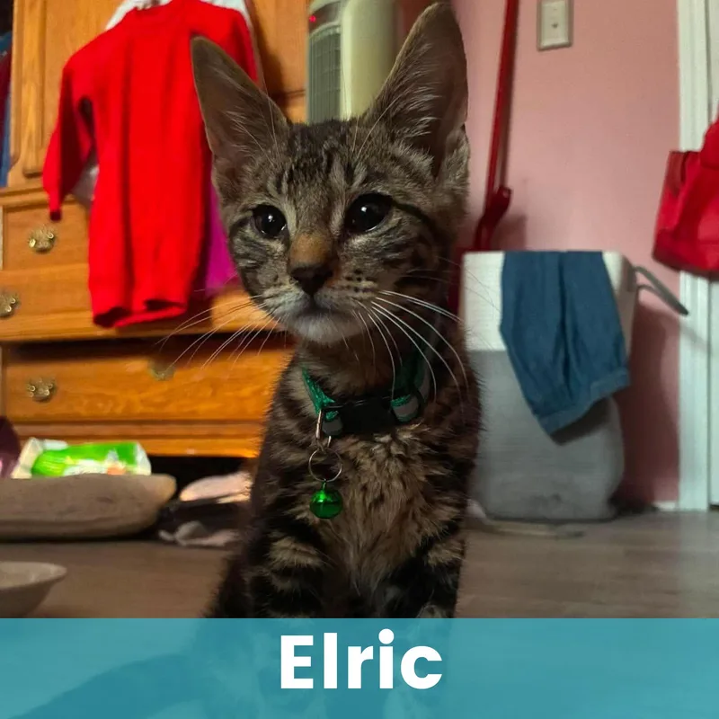 Elric thumbnail 2