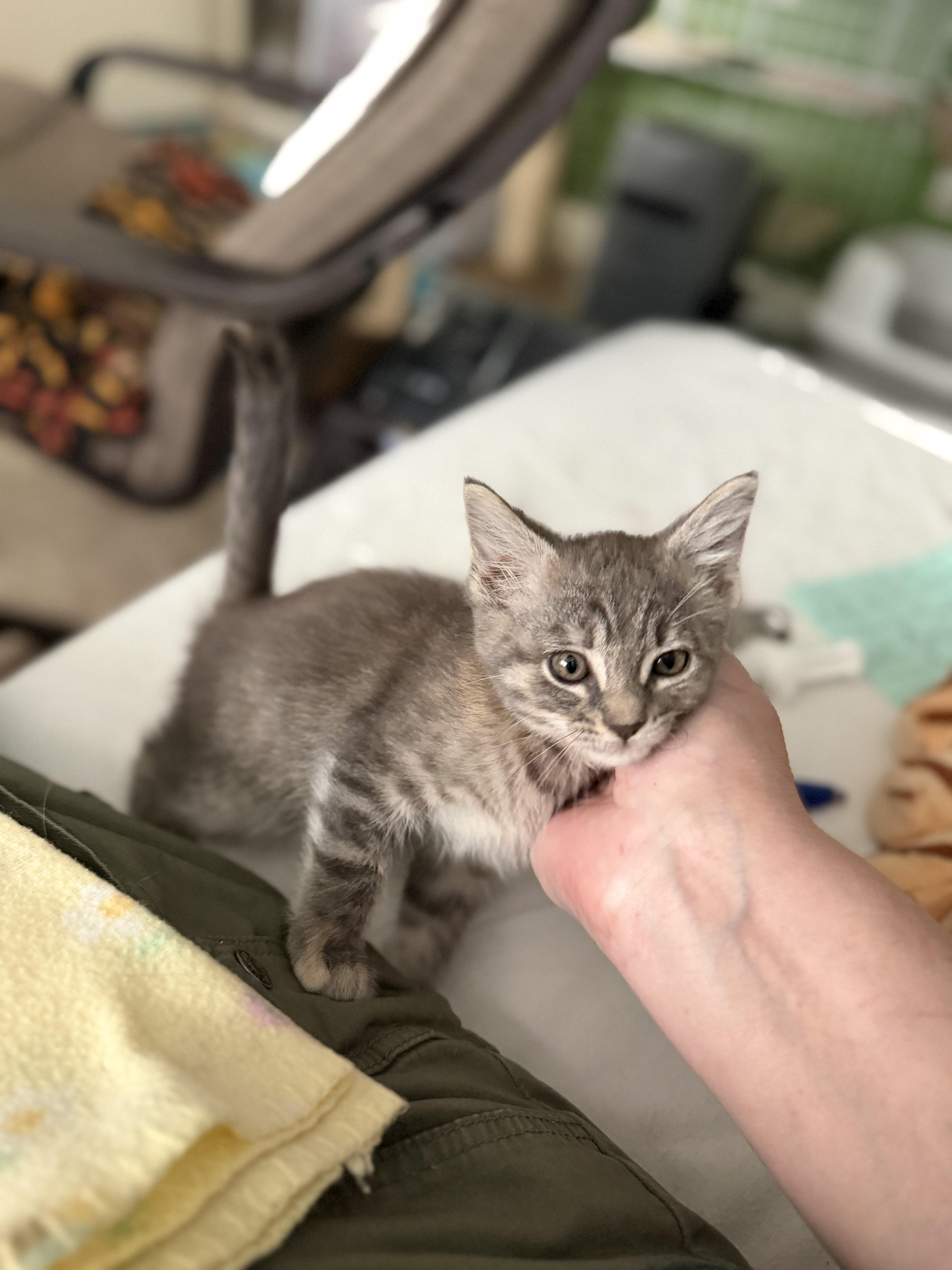 A baby medium-sized female Tabby (Gray / Blue / Silver) Domestic Short Hair cat named Casey for adoption in Houston, TX