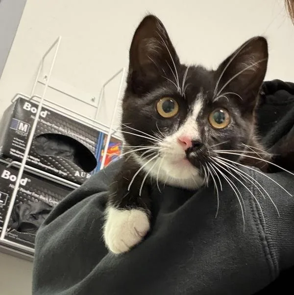 A baby small-sized male Domestic Short Hair cat named Robby Bobby for adoption in Escondido, CA